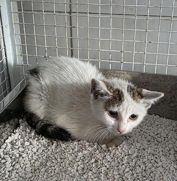Pimpa Gattina 